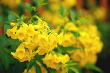 Close-up Trumpetbush, Tecoma stans a yellow flower popularly planted to decorate the house, flowering into a bouquet of flowers.