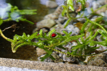南天の実が水盤に落ちた。東京赤坂にある氷川神社の手水舎に飾られた生け花