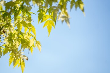 leaves against blue sky