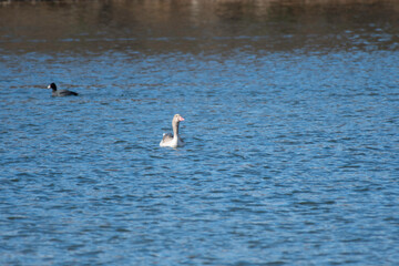 Front face of graylag goose