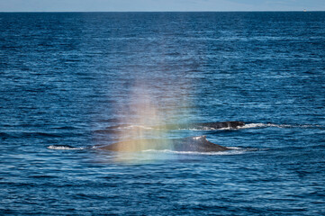 Photo of two humpback whales side by side with a rainbow that formed from their blow of spray off...