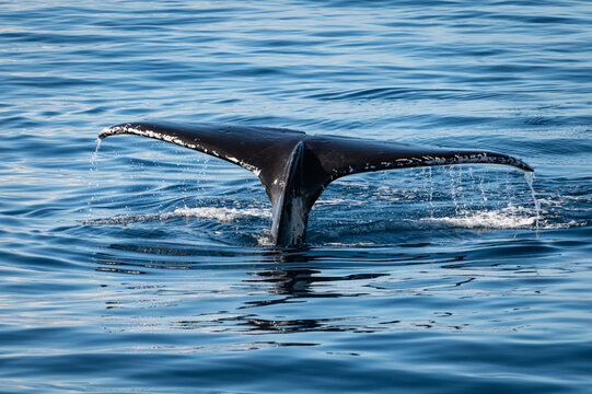 Photo of the tail fluke of a humpback whale going under water off the coast of West Maui, Hawaii, in the U.S. during whale watching season.