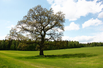 Spring sunny day. An old oak with young foliage in the middle of the green field. The blue sky with white clouds and the wood in the distance are a background.