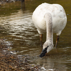 Trumpeter swan eating at edge of pond © Shauna