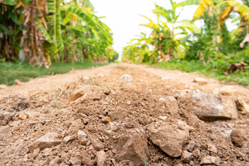 Gravel and rocky road in the countryside with a banana tree at the edge of the road