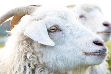White Curly Haired Goat Relaxing on a Farm