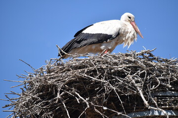 アルザス地方の赤いくちばしのコウノトリ