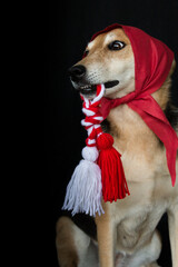 portrait of a mongrel dog with a red bandana and a Martenitsa in his mouth