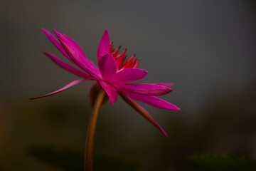 close-up photography of pink lotus flowers in beautiful waterin natural beauty.