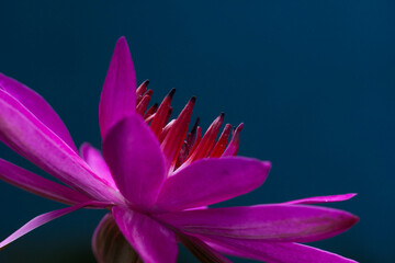 close-up photography of pink lotus flowers in beautiful waterin natural beauty.