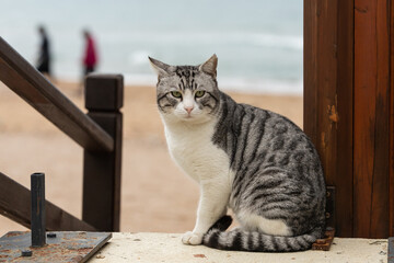 A tricolor cat with brown eyes looks calmly and sits calmly on a warm summer day