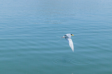 River Terns flying around near a river