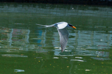 River Terns flying around near a river