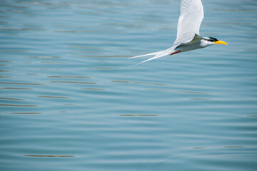 River Terns flying around near a river
