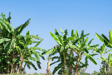 banana plantation agricultural fruit for health