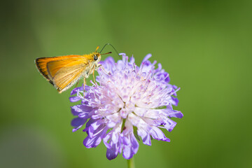A closeup image of a moth on a purple flower