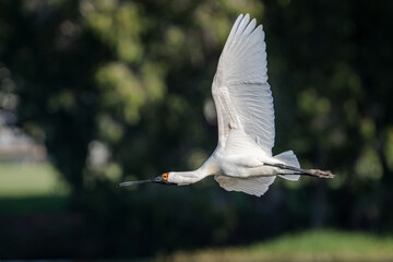 Royal Spoonbill in flight. The Royal Spoonbill (Platalea regia) is found throughout eastern and northern mainland Australia.