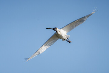 Royal Spoonbill in flight. The Royal Spoonbill (Platalea regia) is found throughout eastern and northern mainland Australia.