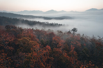 mountain scenery and trees in the autumn morning