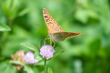 Fototapeta na wymiar The dark green fritillary butterfly collects nectar on flower. Speyeria aglaja is a species of butterfly in the family Nymphalidae.