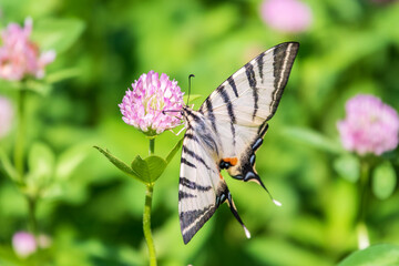 Beautiful Butterfly Scarce Swallowtail, Sail Swallowtail, Pear-tree Swallowtail, Podalirius. Latin name Iphiclides podaliriu. Butterfly collects nectar on flower.