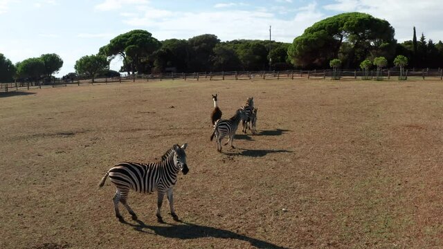 Wildlife Scene In Safari Park Of Brijuni National Park In Croatia. Aerial
