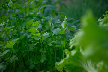 Fresh lettuce planted in the backyard plot