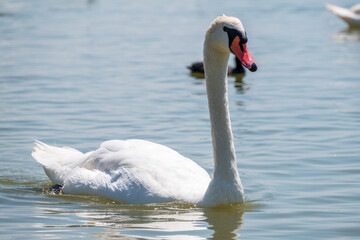 Graceful white Swan swimming in the lake, swans in the wild. Portrait of a white swan swimming on a lake.
