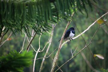 natural panoramic photo with little bird and Chicks sitting on a branch in the summer garden