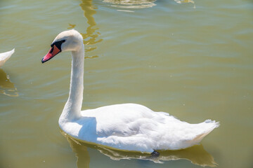 Naklejka premium Graceful white Swan swimming in the lake, swans in the wild. Portrait of a white swan swimming on a lake.