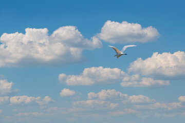 The flight of the little egret or Small White Heron.