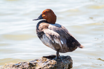 Beautiful duck, Common pochard male, Aythya ferina, standing on a lake shore.