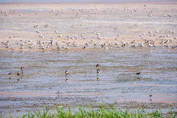 Big flock of water birds seagulls and waders on lake shore