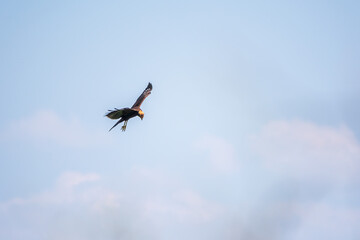 Fototapeta na wymiar The bird of prey Black Kite flying in blue Sky