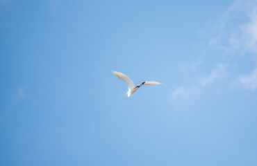 The flight of the little egret or Small White Heron.