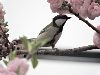 桜とシジュウカラ