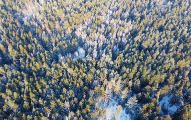 Top view of a winter forest landscape with pines and firs
