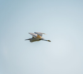 The flight of the little egret or Small White Heron.