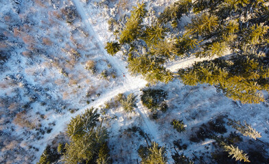 Top view of a winter forest landscape with pines and firs