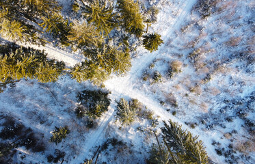 Top view of a winter forest landscape with pines and firs