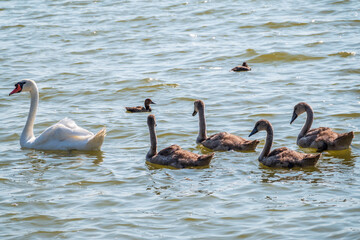 A female mute swan, Cygnus olor, swimming on a lake with its new born baby cygnets. Mute swan protects its small offspring. Gray, fluffy new born baby cygnets.