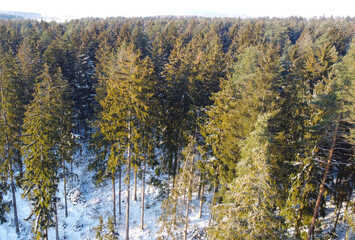 Top view of a winter forest landscape with pines and firs