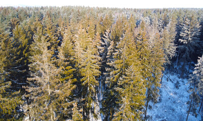 Top view of a winter forest landscape with pines and firs