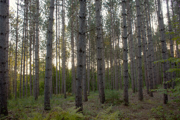 forestry industry pine plantation environmental conservation wood coniferous forest ecology