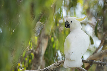 The sulphur-crested cockatoo (Cacatua galerita) is a relatively large white cockatoo found in...