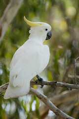 The sulphur-crested cockatoo (Cacatua galerita) is a relatively large white cockatoo found in...