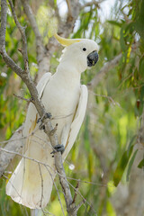 The sulphur-crested cockatoo (Cacatua galerita) is a relatively large white cockatoo found in wooded habitats in Australia, New Guinea, and some of the islands of Indonesia. 