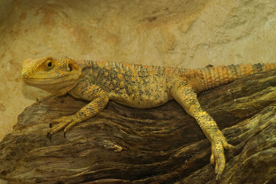 Closeup on an adult Painted dragon lizard, Laudakia stellio laying under a heathing lamp in a terrarium