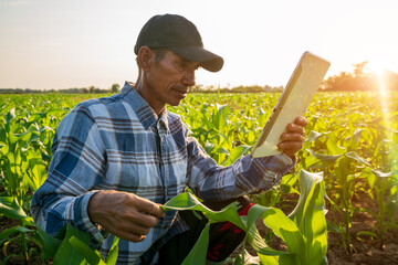 A farmer in corn farm works with a tablet for check inspecs Measure the seedlings of corn crops.