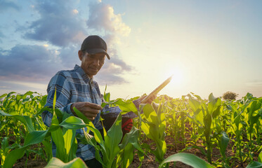 A farmer in corn farm works with a tablet for check inspecs Measure the seedlings of corn crops.